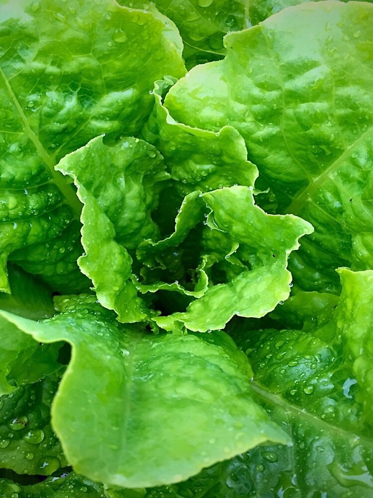 Lettuce by umeimages