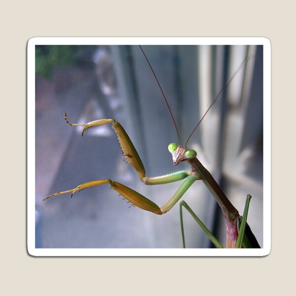 Chinese Mantis Magnet