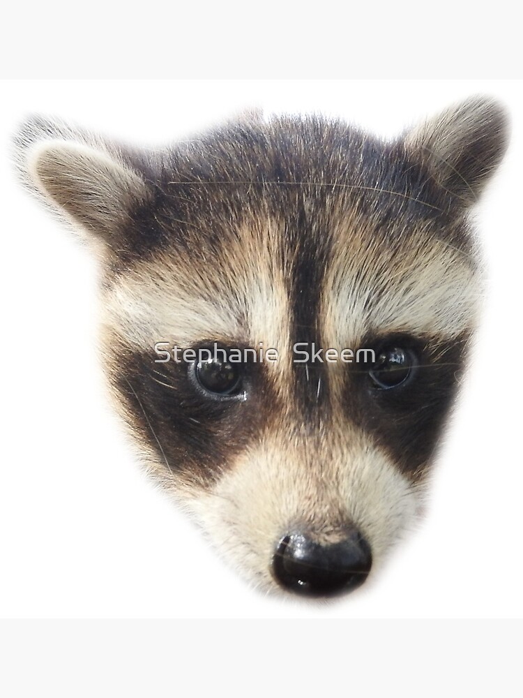 Racoon Face Poster For Sale By 3bubblez Redbubble   Flat,750x,075,f Pad,750x1000,f8f8f8 