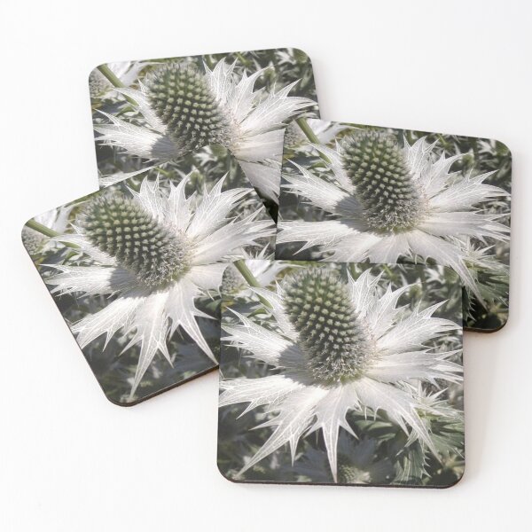 Item preview, Silver Ghost Flower, Eryngium Giganteum - Spiky Delight designed and sold by GoNatureDesigns.