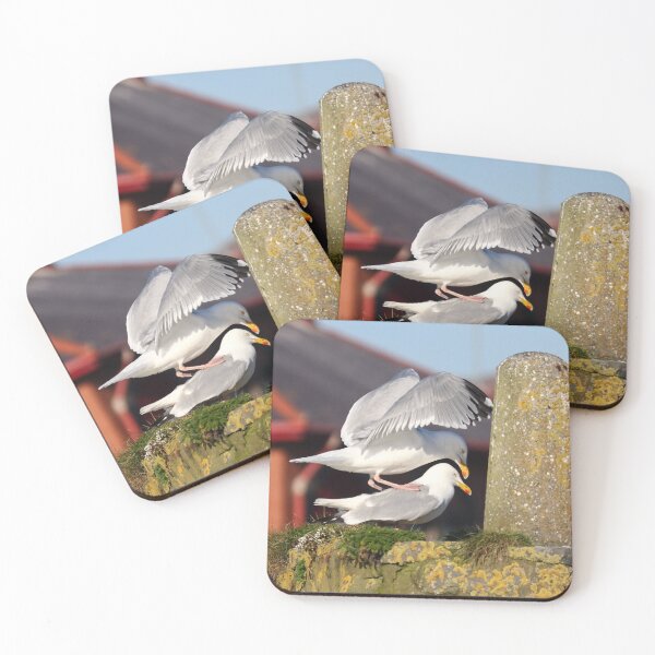 Item preview, Mating herring gulls designed and sold by GreyFeatherPhot.