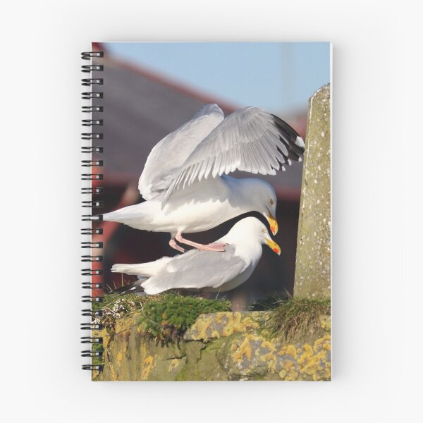Item preview, Mating herring gulls designed and sold by GreyFeatherPhot.