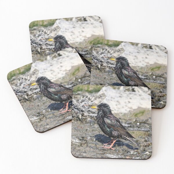 Item preview, Soggy starling designed and sold by GreyFeatherPhot.