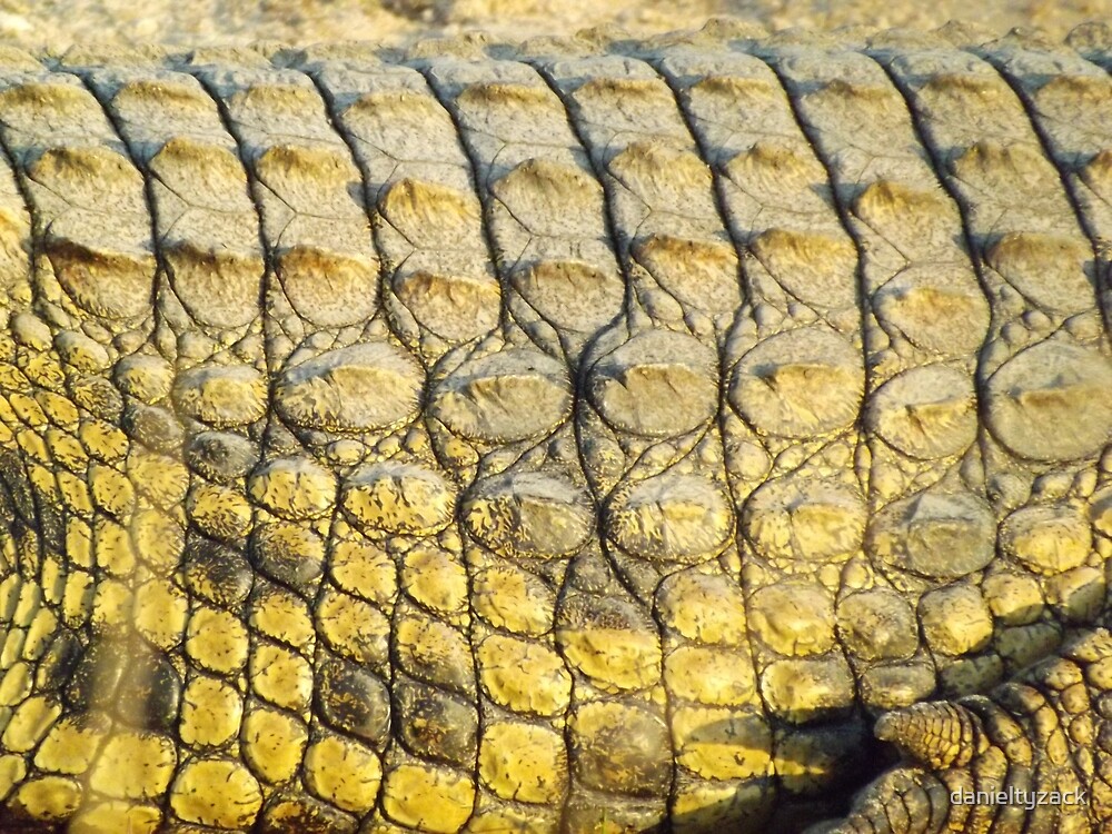 crocodile skin birkenstocks