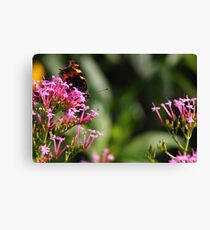 Red Admiral Butterfly Canvas Print