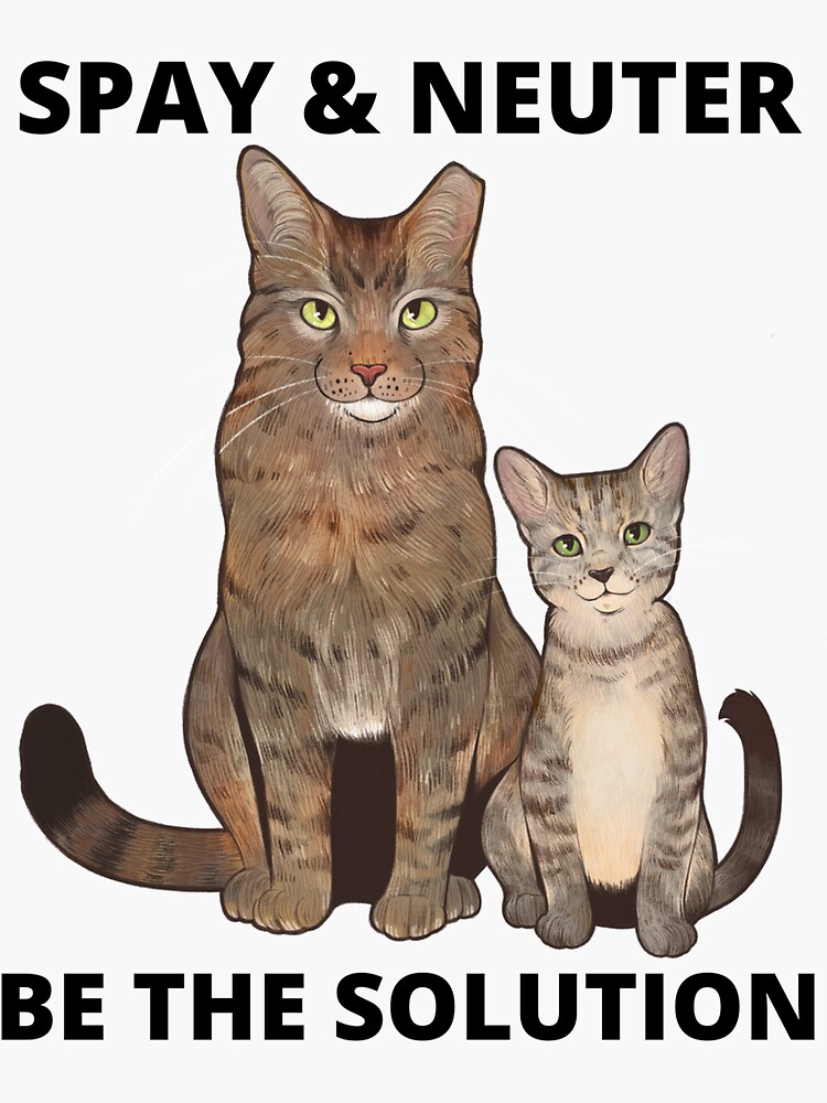 Stray Cat Can I Get My Cat Neutered For Free Stray Cats Where To