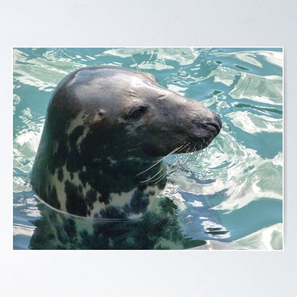 Item preview, Grey Seal designed and sold by John Dunbar.