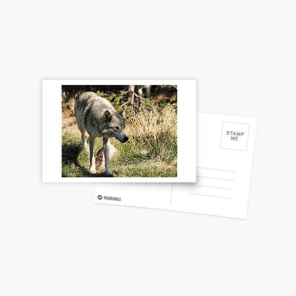 Contemplation Postcard