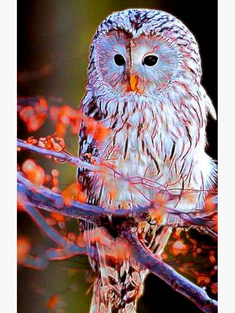 OWL by michaeltodd