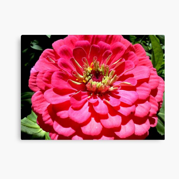 Beautiful © Canvas Print