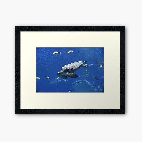 Item preview, Sea Turtle at Georgia Aquarium designed and sold by Zoo and Nature Photography by Karie.