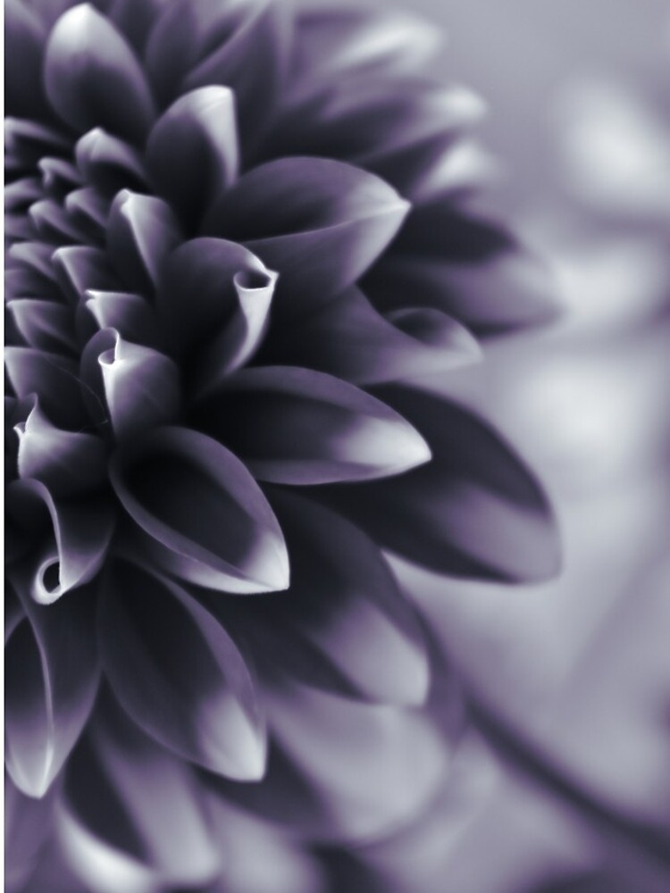 Thumbnail 4 of 4, iPhone Case, Dramatic Petals designed and sold by DonnaMariePhoto.