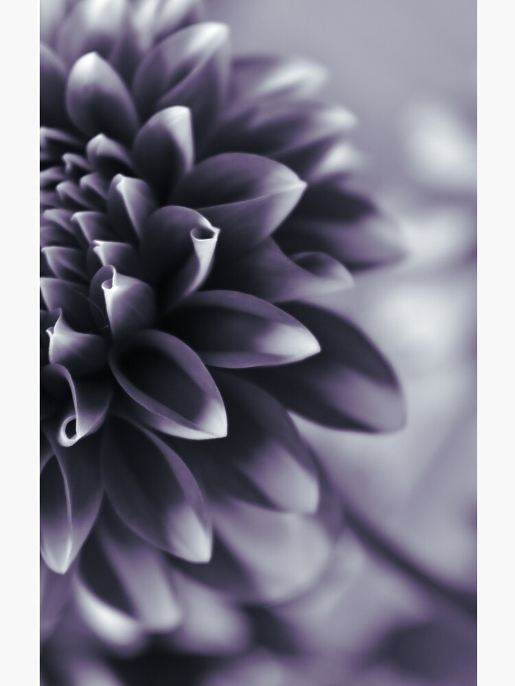Thumbnail 4 of 4, Samsung Galaxy Phone Case, Dramatic Petals designed and sold by DonnaMariePhoto.