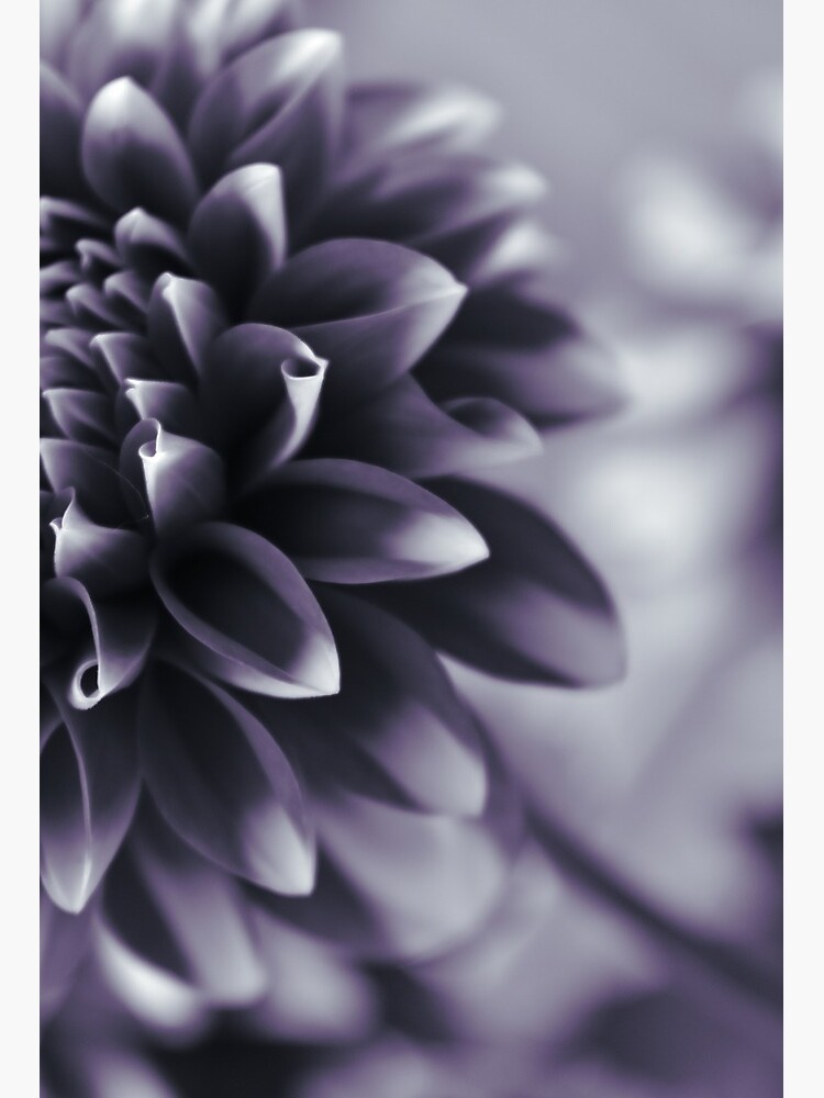 Thumbnail 2 of 2, Art Board Print, Dramatic Petals designed and sold by DonnaMariePhoto.