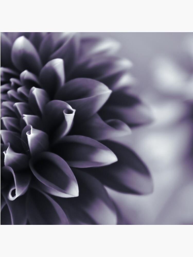 Thumbnail 4 of 4, Pillow, Dramatic Petals designed and sold by DonnaMariePhoto.