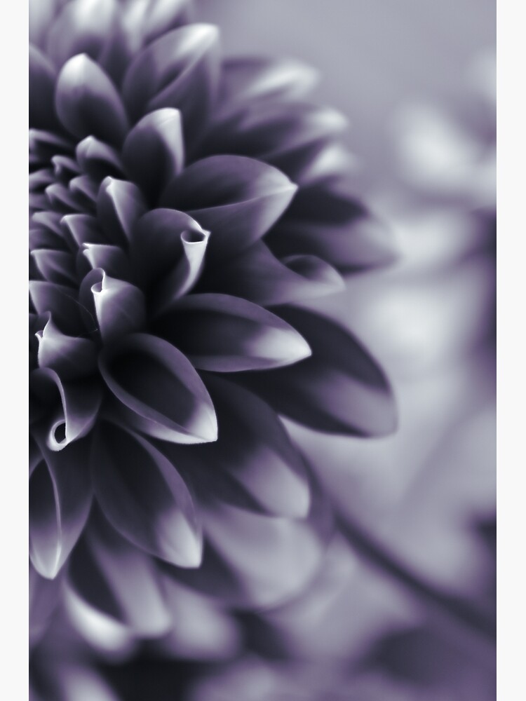 Thumbnail 3 of 3, Canvas Print, Dramatic Petals designed and sold by DonnaMariePhoto.