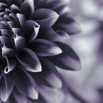 Artwork thumbnail, Dramatic Petals by DonnaMariePhoto