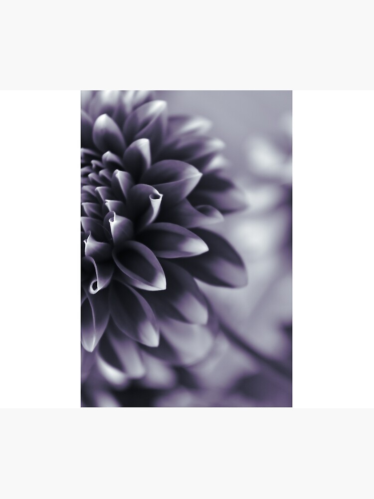 Thumbnail 5 of 5, Shower Curtain, Dramatic Petals designed and sold by DonnaMariePhoto.