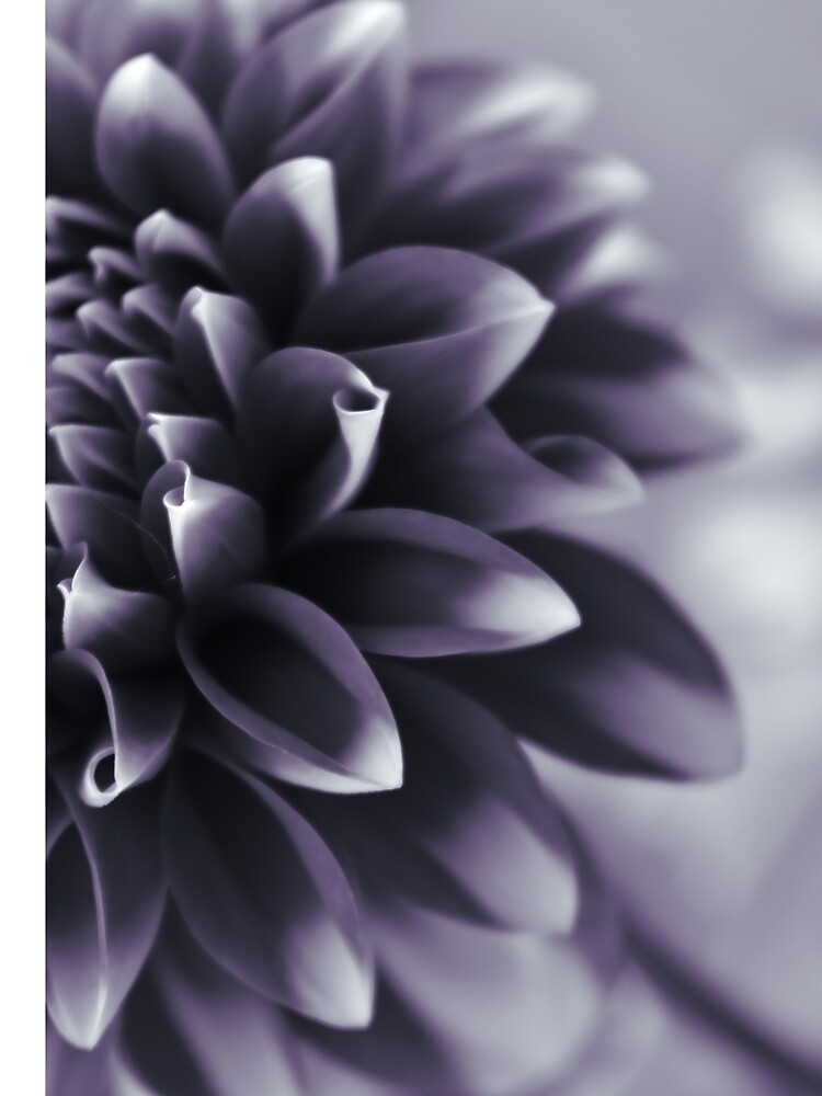 Thumbnail 5 of 5, Graphic T-Shirt, Dramatic Petals designed and sold by DonnaMariePhoto.
