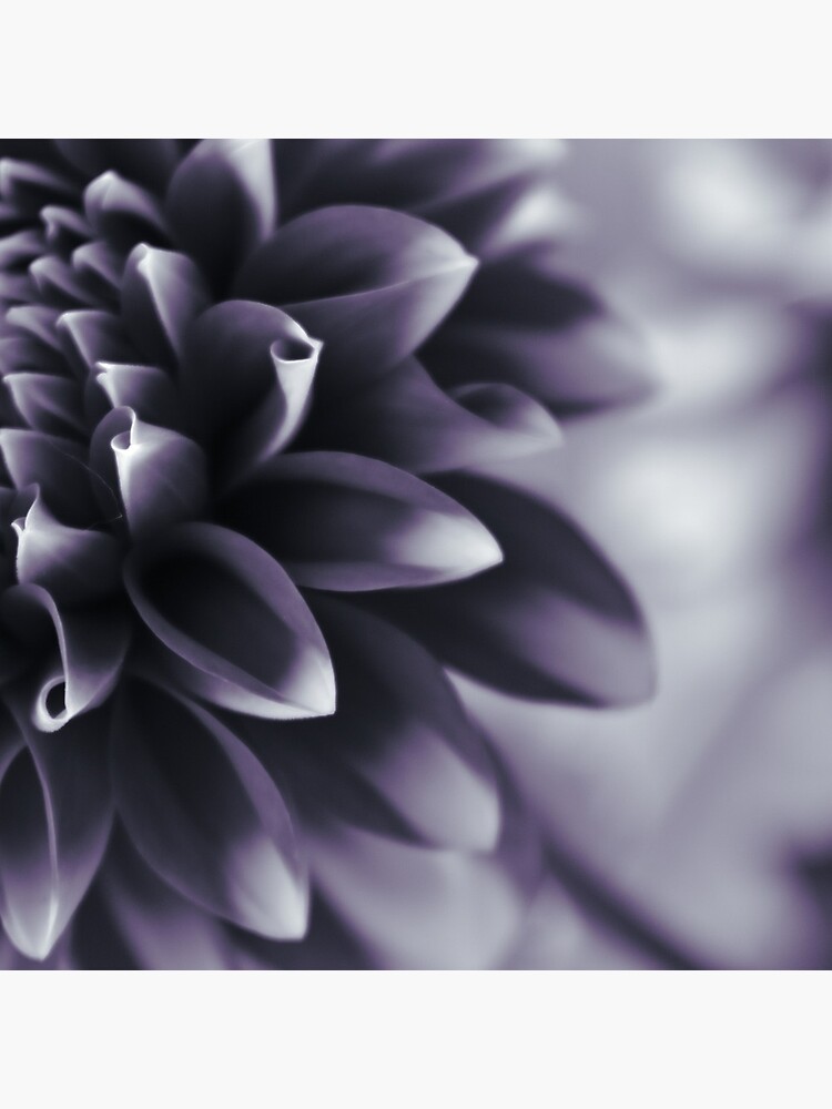 Thumbnail 5 of 5, Acrylic Block, Dramatic Petals designed and sold by DonnaMariePhoto.