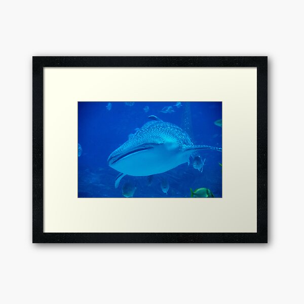 Item preview, Whale Shark at Georgia Aquarium designed and sold by Zoo and Nature Photography by Karie.