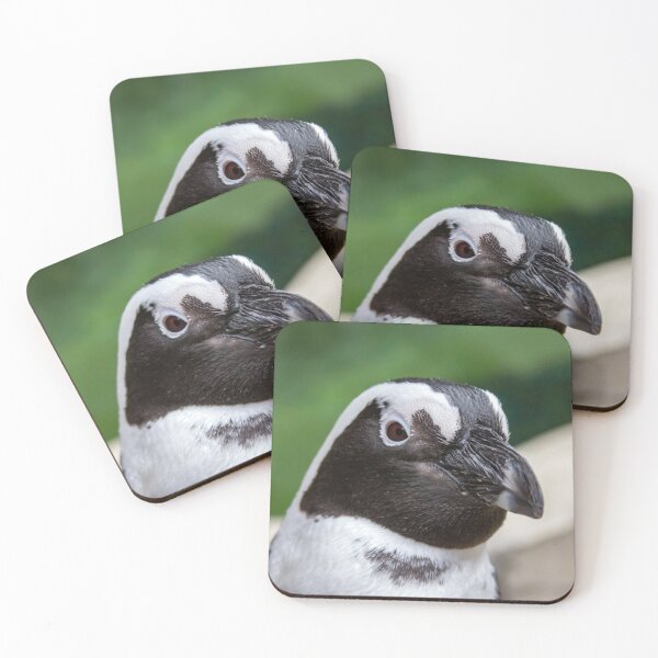 Item preview, African Penguin at the Maryland Zoo designed and sold by Zoo and Nature Photography by Karie.