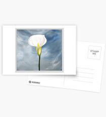calla lily Postcards