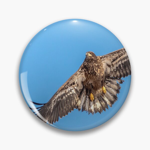 Item preview, Juvenile bald eagle In flight designed and sold by KennyBImages899.