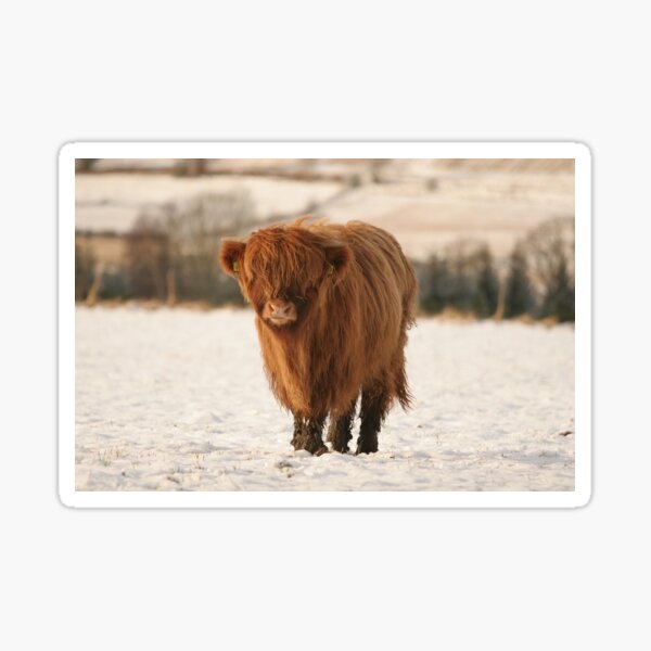 Item preview, Snowy highland cow calf designed and sold by cjdolfin.