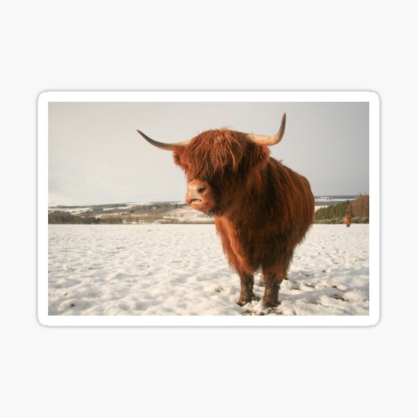 Item preview, Snowy highland cow designed and sold by cjdolfin.