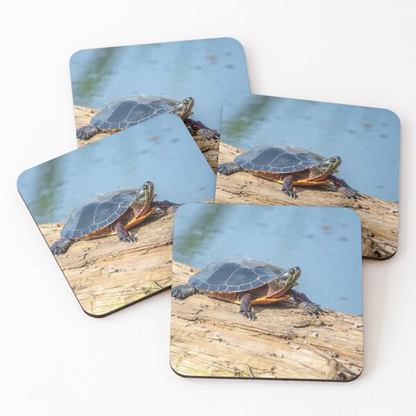 Item preview, Red Ear Slider designed and sold by KennyBImages899.