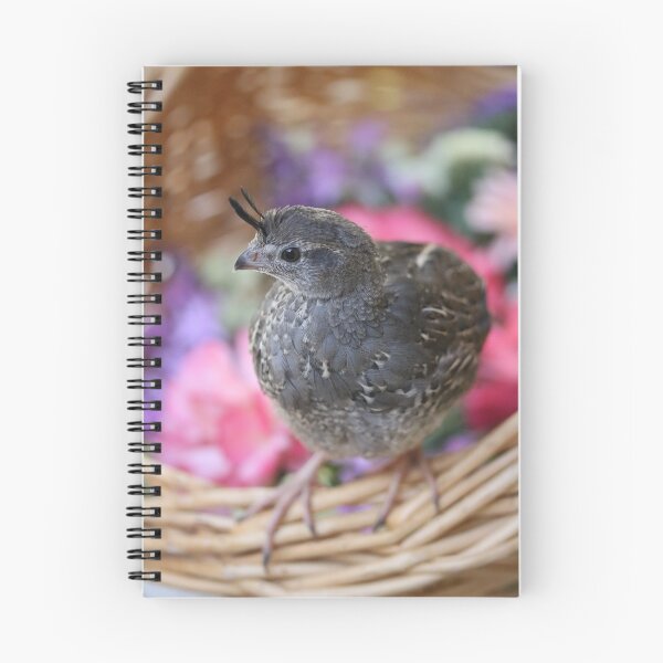 Item preview, Pezi the Quail, Spring Basket designed and sold by Emmaline Jones.