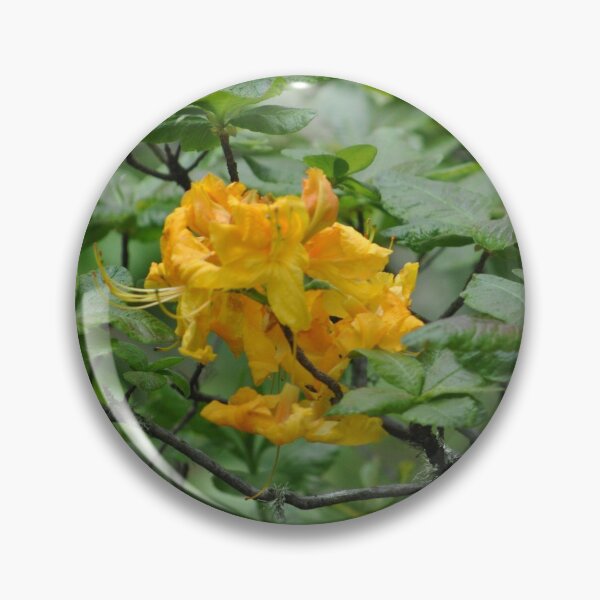 Item preview, Orange Rhodie Eugene, Oregon designed and sold by Tamara McDonnell.