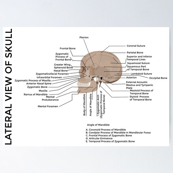 Item preview, lateral view of human skull human skull, medical poster  designed and sold by KARTICK DUTTA.