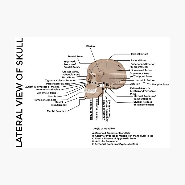 Item preview, lateral view of human skull human skull, medical poster  designed and sold by KARTICK DUTTA.