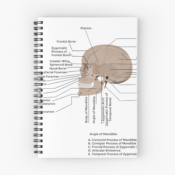 Item preview, lateral view of human skull human skull, medical poster  designed and sold by KARTICK DUTTA.