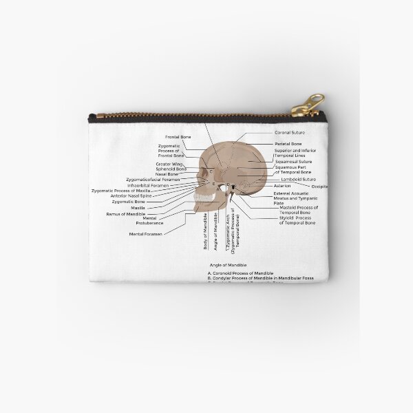 Item preview, lateral view of human skull human skull, medical poster  designed and sold by KARTICK DUTTA.