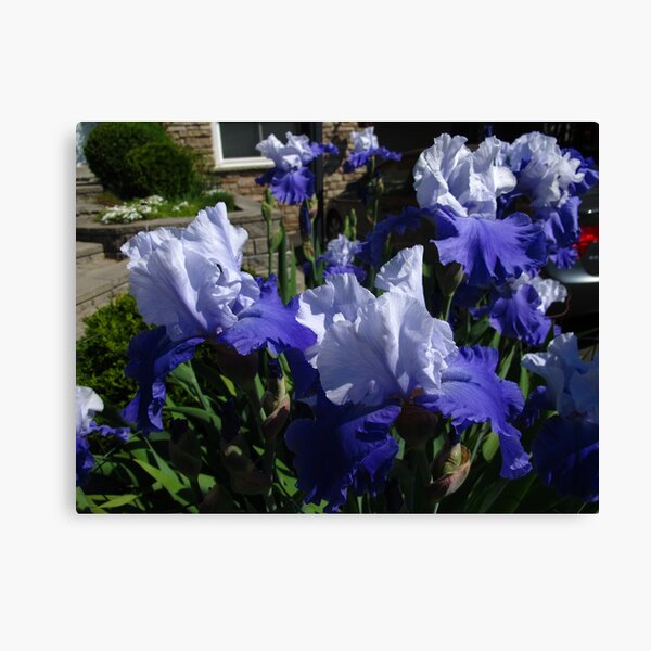 Item preview, Haunting taunting Blue Irises designed and sold by MarianBendeth.