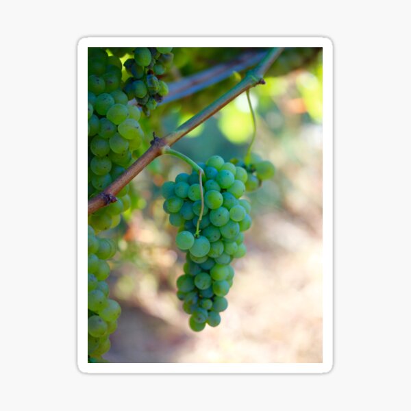 Item preview, Sauvignon Blanc Grapes designed and sold by Emmaline Jones.
