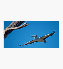 Pelican in flight 2 Photographic Print