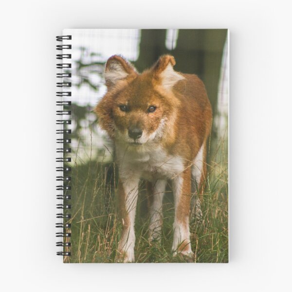 Item preview, Beautiful dhole designed and sold by KcsArt87.