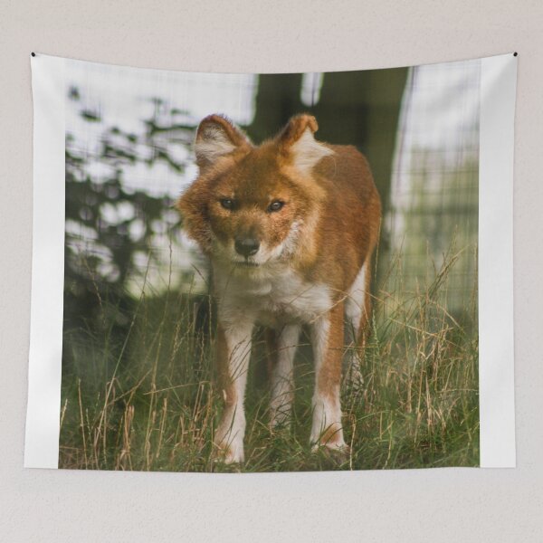 Item preview, Beautiful dhole designed and sold by KcsArt87.