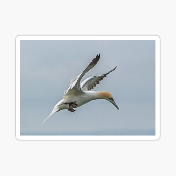Item preview, Landing gear down! designed and sold by MikeSquires.