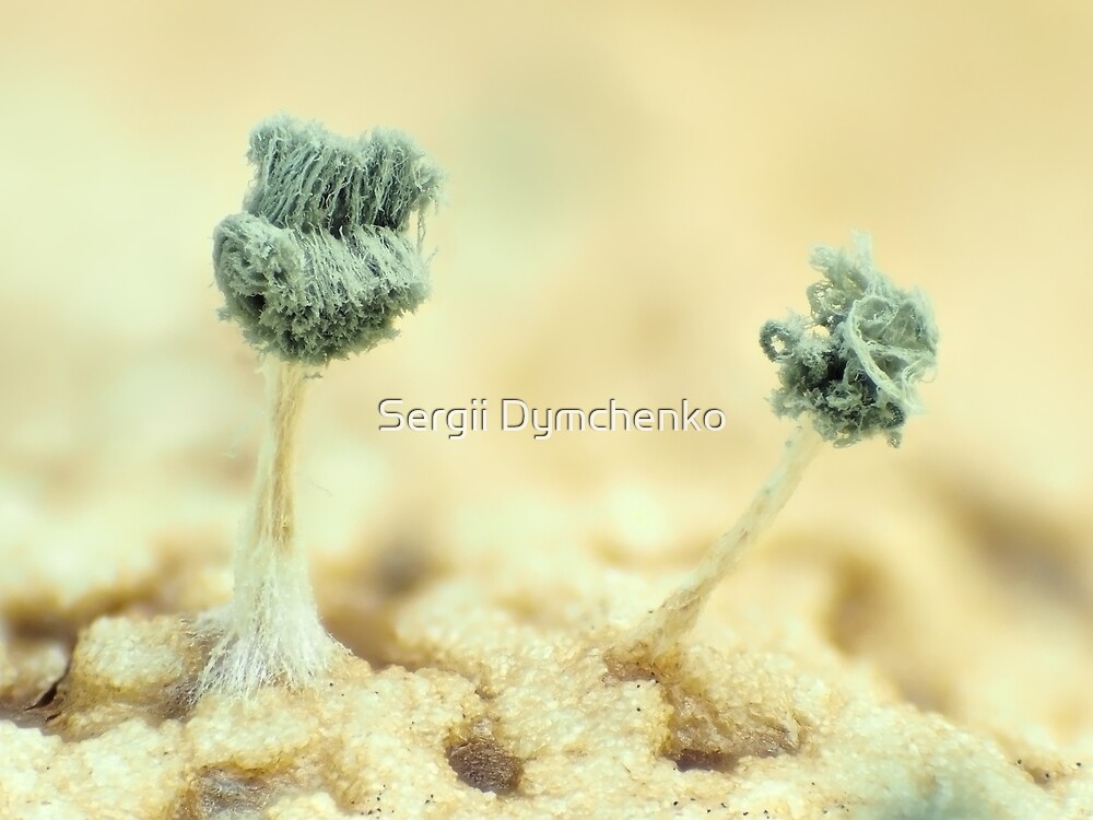 Mold under the microscope by Sergii Dymchenko