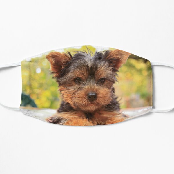 Cute Yorkshire terrier puppy portrait Flat Mask