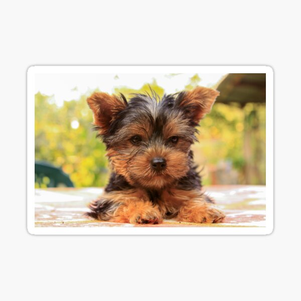 Cute Yorkshire terrier puppy portrait Sticker