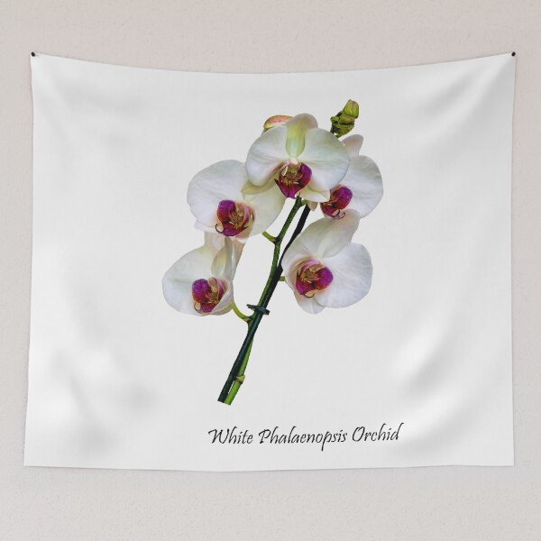 Item preview, The Beautiful Phalaenopsis Orchid designed and sold by Frank  Irwin.