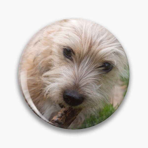 Item preview, Beautiful shorkie dog puppy playing with a stick designed and sold by Pokofoto.
