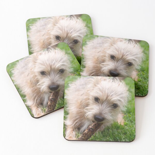 Item preview, Beautiful shorkie dog puppy playing with a stick designed and sold by Pokofoto.