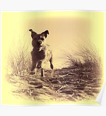 Vintage Bailey Poster